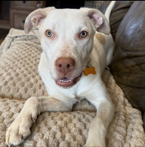 CASPER - Unknown available for adoption