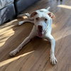 Casper - Photo 4