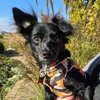 Squeakers - Photo 1