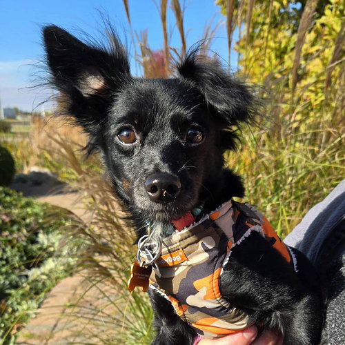 SQUEAKERS - Chihuahua available for adoption