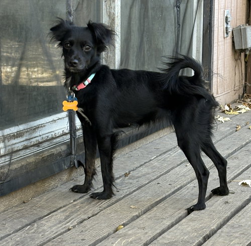 SQUEAKERS - Chihuahua available for adoption