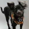 Squeakers - Photo 3