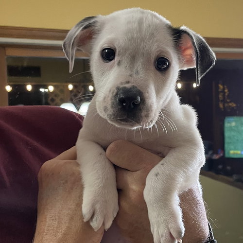 ACE - Unknown available for adoption