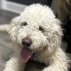 Cooper - Photo 1