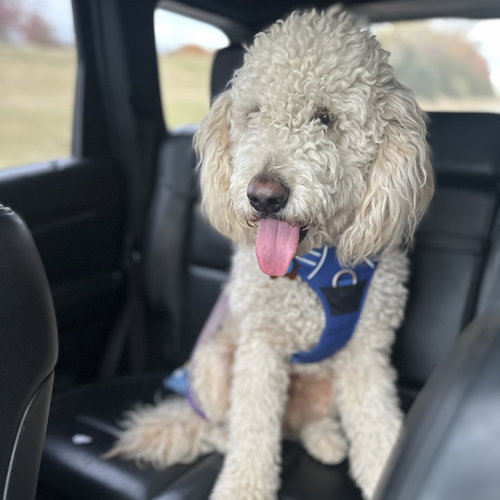 COOPER - Golden Retriever / Poodle (Standard) available for adoption