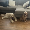 Cooper - Photo 3