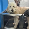 Cooper - Photo 4