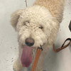 Cooper - Photo 5