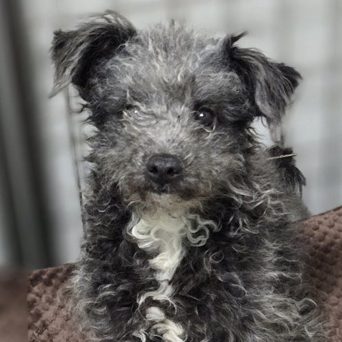 MONICA - Poodle (Miniature) available for adoption