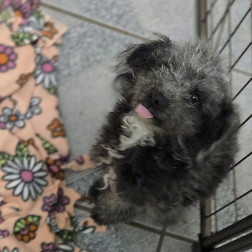 MONICA - Poodle (Miniature) available for adoption