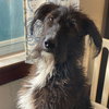 Master Oogway - Photo 3