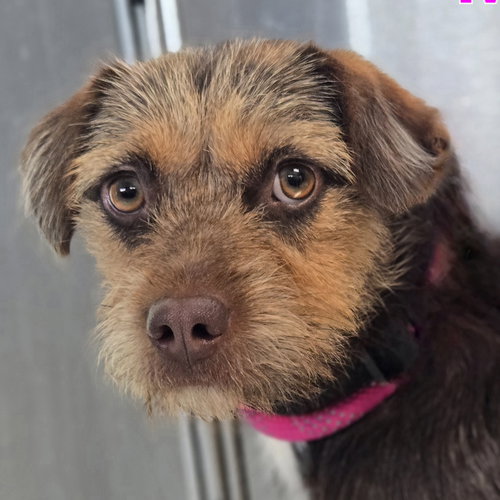 MARIELA - Terrier available for adoption