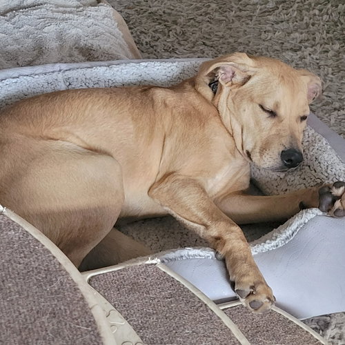 YAMS - Labrador Retriever available for adoption