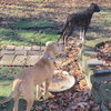 Yams - Photo 4