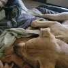 Yams - Photo 5