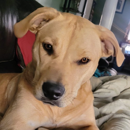 YAMS - Labrador Retriever available for adoption