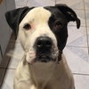 Krypto - Photo 5