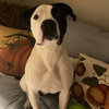 Krypto - Photo 6