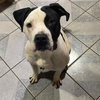 Krypto - Photo 7