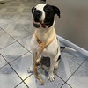 Krypto - Photo 9