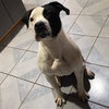 Krypto - Photo 10