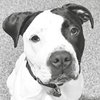 Krypto - Photo 3