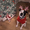 Krypto - Photo 4