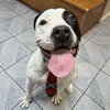 Krypto - Photo 2