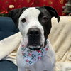 Krypto - Photo 1