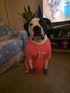 Krypto - Photo 3