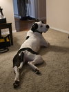 Krypto - Photo 4