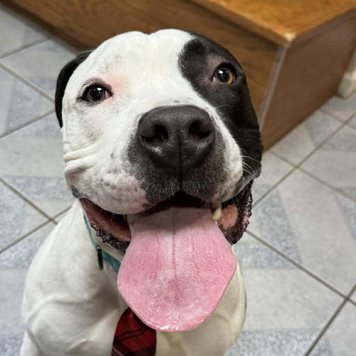 KRYPTO - Pit Bull Terrier available for adoption