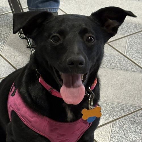 WASABI - Labrador Retriever available for adoption