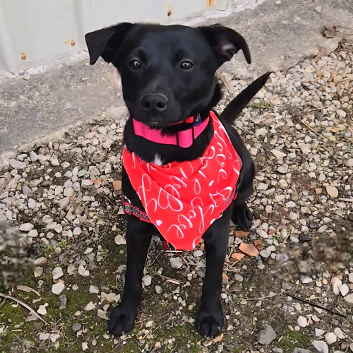 WASABI - Labrador Retriever available for adoption