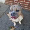 Mochi - Photo 2