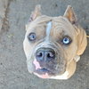 Mochi - Photo 3