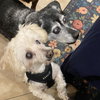 Ned - Photo 4