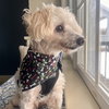 Ned - Photo 5