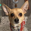 Timon - Photo 1