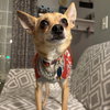 Timon - Photo 3