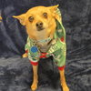 Timon - Photo 2