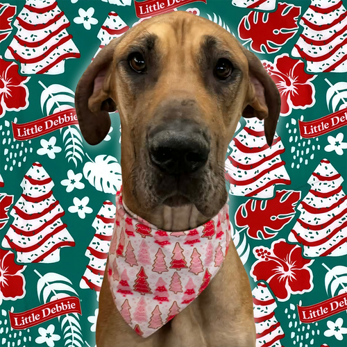 LITTLE DEBBIE - Great Dane available for adoption