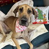 Little Debbie - Photo 4