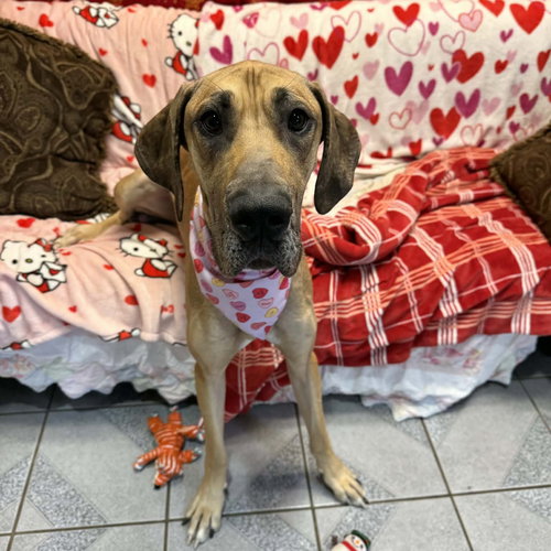 LITTLE DEBBIE - Great Dane available for adoption