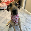 Little Debbie - Photo 3
