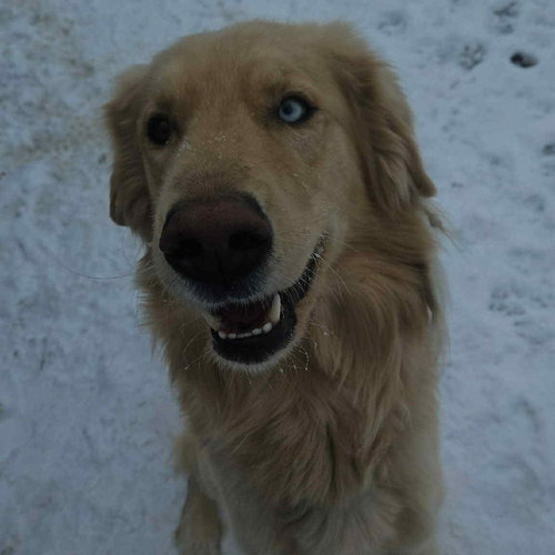 DONNER - Golden Retriever available for adoption