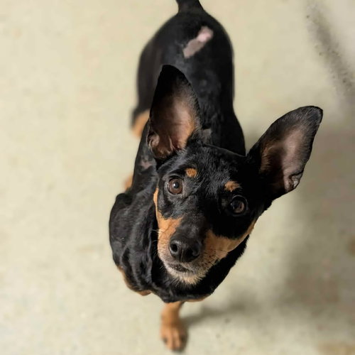 GHERKIN - Miniature Pinscher available for adoption