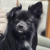 Tuffy - Photo 1