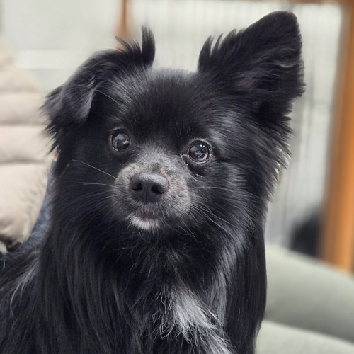 TUFFY - Pomeranian available for adoption