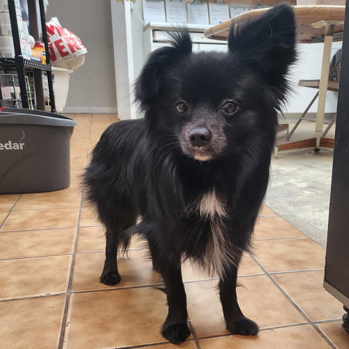 TUFFY - Pomeranian available for adoption